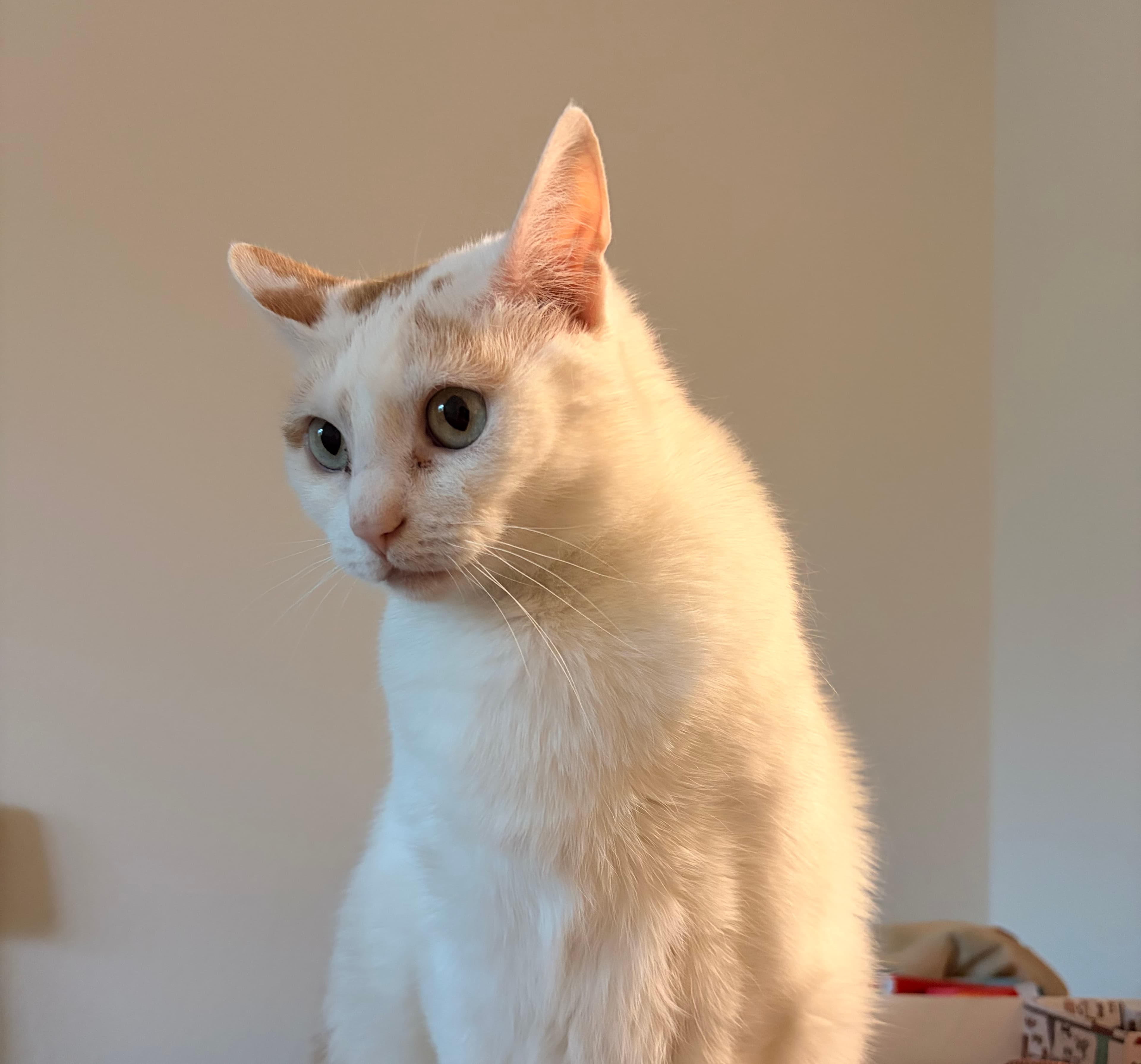 Diana the cat sitting upright